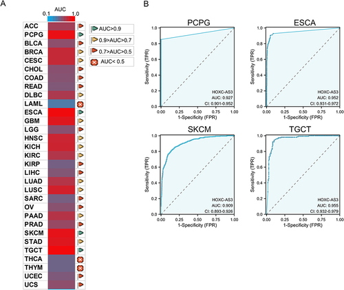 Figure 5 Diagnostic ROC curves of HOXC-AS3 expression for differentiating tumor from normal tissue in pan-cancer (A) using UCSC XENA datasets, and HOXC-AS3 expression showed strong diagnostic value in PCPG, ESCA, SKCM, and TGCT (B).