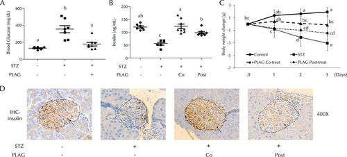 FIG 1 Effect of PLAG on STZ-injected mice. (A) Blood glucose levels were measured on day 1. (B) Serum insulin levels were measured on day 4. Co, cotreatment; Post, posttreatment. (C) Body weight changes were measured from days 0 to 3. Control group, n = 7; STZ group, n = 7; PLAG cotreatment group, n = 8; PLAG posttreatment group, n = 8. Statistical significance was determined by ANOVA (Tukey’s test). ANOVA results are shown as letters above dot plots and graphs. Means not sharing the same letter are statistically significantly different. (D) Immunohistochemistry (IHC) for insulin in pancreatic islets of mice. All images represent ×400 magnification.