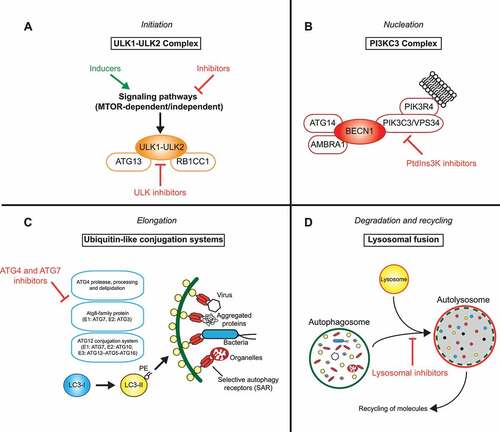 Figure 1. Druggable nodes in autophagy. The process of autophagy can be separated into four phases: (a) Initiation, (b) nucleation, (c) elongation and (d) degradation. Each step is amenable to modulation at certain critical nodes of the process by activators (green) and inhibitors of autophagy (red), some of which have reached clinical testing.