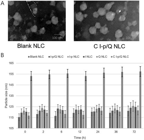 Figure 2. The morphology of C I-p/Q NLC (A) and the serum stability of NLC formulations (B).