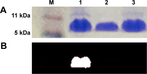 Figure S2 Twelve-percent nonreducing SDS-PAGE gel of PPA-JM-phage and JM-phage samples.Notes: (A) White-light illumination of Coomassie stained gel. (B) Fluorescence of the same gel before Coomassie staining. Lane M, protein marker; lane 1, PPA-JM-phage; lane 2, KM13; lane 3, JM-phage.Abbreviations: SDS, sodium dodecyl sulfate; PAGE, polyacrylamide gel electrophoresis; PPA, pheophorbide A.