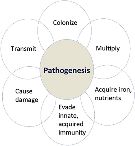 Figure 2. The pathogenesis of a bacterial infection is commonly broken down into the different stages illustrated. Although it can be broken down into different components (colonization, multiplication, acquisition of nutrients to allow further multiplication, evasion of host defences, damage, and transmission), the process is dynamic and likely almost simultaneous particularly in the case of a fast-growing bacterial pathogen such as C. perfringens.