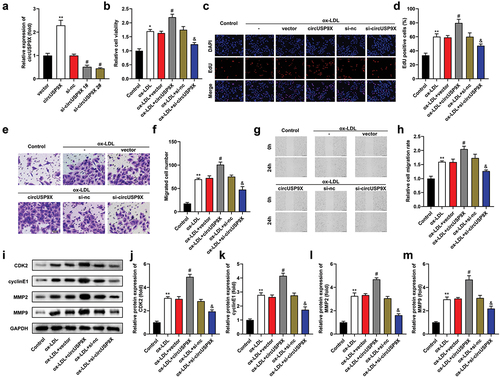 Figure 2. CircUSP9X promotes proliferation and migration in ox-LDL-induced VSMCs. (a) transfection efficiency was tested after VSMCs transfecting with vector, circUSP9X overexpressing vector, si-nc, si-circUSP9X 1#, and si-circUSP9X 2#. (b) cell viability of transfected ox-LDL-stimulated VSMCs. (c-d) EDU assay revealed cell proliferation. (E-F) Transwell assay measured cell migration, and migrated cells were quantified. (g-h) wound healing assay was used to determine cell migration. (i-m) protein levels of CDK2, cyclinE1, MMP2, and MMP9. ***P < .01 vs. The vector group, and **P < .05 vs. si-nc group in (A). *P < .01 and **P < .05 vs. The control group, #P < .05 vs. The ox-LDL + vector group, and &P < .05 vs. The ox-LDL +si-NC group in (B-M).