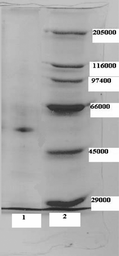 Figure 1 SDS-PAGE bands of G6PD Lane 1: Human skin CAT. Lane 2: Standards: Rabbit myosin (205,000), E.Coli (-galactosidase (116,000), rabbit phosphorylase B (97,400), bovine albumin (66,000), chicken ovalbumin (45,000), and bovine carbonic anhydrase (29,000)).
