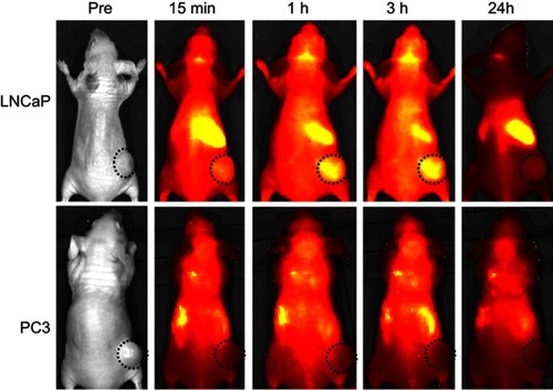 Figure 6 In vivo fluorescence images before and after injection of Gd@Cy5.5@SiO2-PEG-Ab NPs in subgroups A3 and B3.