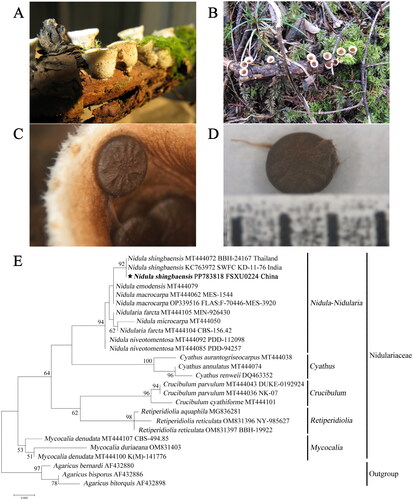 Figure 1. Morphology and phylogenetic identification of the N. shingbaensis specimen used in this study. (A, B) Mature basidiocarps. (C, D) Small packets (called peridioles) within nest-shaped fruiting bodies. Photos of the specimen were taken by Yongjie Zhang. (E) Phylogenetic tree based on nrDNA ITS sequences, as implemented with the maximum-likelihood method in MEGA. Bootstrap support values are shown for nodes receiving values larger than 50%. Each fungal taxon is followed by the GenBank accession number of its nrDNA ITS sequence. For species within more than two voucher specimens, the voucher number is also followed. For the focal species N. shingbaensis, the country where the specimen was collected is further followed. The short bar at the bottom of the tree is the distance scale (scale bar = 0.020).