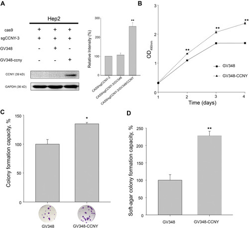 Figure 2 Cell proliferation was enhanced by the overexpression of CCNY. (A) CCNY was re-expressed in Hep2 cells by the infection of recombinant lentivirus. The left panel, the expression of CCNY was determined by WB. GAPDH is used as a loading control. The right panel, the level of CCNY was quantified by gray analysis. **P<0.01 (t-test). (B) Cells were subcultured in 96-well plates and an MTS assay was performed. Absorbance at 490 nm (y axis) was determined at every 24-hrs interval. The data are expressed as the mean ± standard error. **P<0.01 (t-test). (C) Colony formation efficiency of cells. The data are expressed as the mean ± standard error. *P<0.05 (t-test). (D) Soft-agar colony formation ability of cells. The data are expressed as the mean ± standard error. **P<0.01 (t-test).