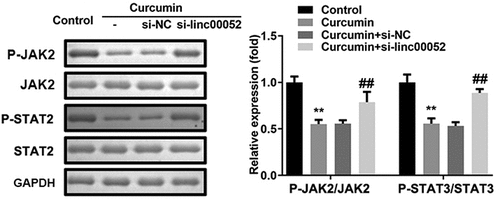 Figure 7. Linc00052 knockdown induces the activation of Janus kinase 2 (JAK2)/STAT2 signaling pathway. Protein expression of JAK2/STAT2 signaling. **P < 0.01 vs. Control; ##P < 0.01 vs. Curcumin + si-NC.