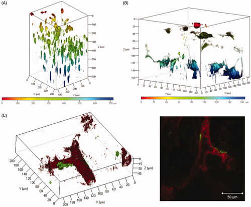 Figure 3. Observation of the spatial distribution of transgene expression in the suctioned kidney using tissue clearing by CUBIC and ClearT2. (A and B) The right kidney was suctioned at −30 kPa after i.v. injection of pZsGreen1-N1. The kidney was collected at 24 h after transfection and immersed in CUBIC reagent. ZsGreen1 expression in the cleared kidney was observed along a Z-stack by CLSM. Magnification: ×20 (A) and ×40 (B). The color chart indicates the depth on the Z-axis. (C) The right kidney was suctioned at −30 kPa after i.v. injection of pZsGreen1-N1. Twenty-four hours after transfection, the mice were perfused with a DiI solution to stain vascular vessels. Then, the collected kidney was cleared by immersion in ClearT2 reagent. The stained kidney was observed by CLSM. Magnification: ×40. Red: vascular vessel stained by DiI; green: ZsGreen1. Left: 3D image; right: 2D image. Scale bar in the 2D image represents 50 μm. Color version of this figure is available Online.