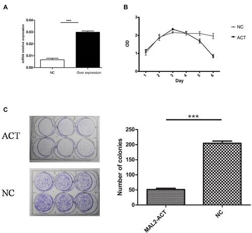 Figure 2 Increased expression of MAL2 suppresses CRC cell proliferation in vitro. (A) qRT-PCR estimation of MAL2 in the LOVO cell line transfected with MAL2-activation plasmids. (B) Growth curves of the MAL2-ACT and control groups. (C) Images of the colony formation assays with MAL2-ACT and control cells. The mean number of colonies in MAL2-ACT and NC cells (***P < 0.0001, MAL2-ACT versus NC).