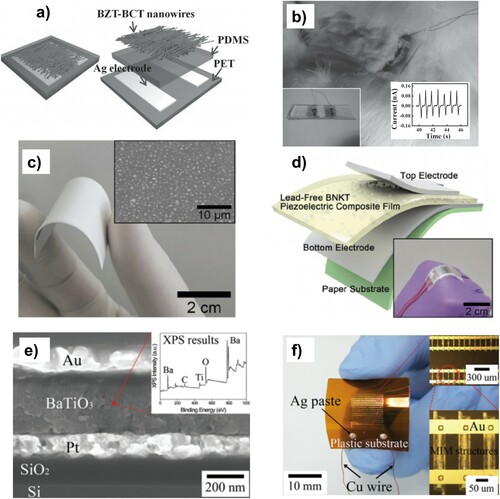 Figure 23. (a) Schematic of BZT-BCT nanogenerator, (b) device implanted into rabbits back and resultant current output (nA) as the rabbit walks [Citation327]. Other BT-based devices produced by (c) Won et al. [Citation329], BNKS-PDMS composite film and SEM image of well-dispersed BNKS in PDMS, as well as (d) device structure and (e) SEM image of Park et al. [Citation330], BaTiO3 nanogenerator on plastic substrates with XPS spectrum of BaTiO3 and (f) MIM microstructure of the devices. Reproduced from Ref [327] and [329] with permissions of John Wiley and Sons (Copyright 2014 and 2019). (Reproduced from Ref [330] with permissions of American Chemical Society (Copyright 2010)).