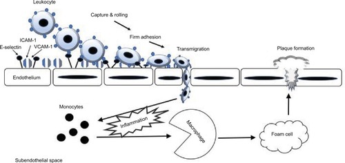 Figure 1 The role of CAMs in the leukocyte adhesion cascade during endothelial inflammation.Abbreviation: CAMs, cell adhesion molecules.