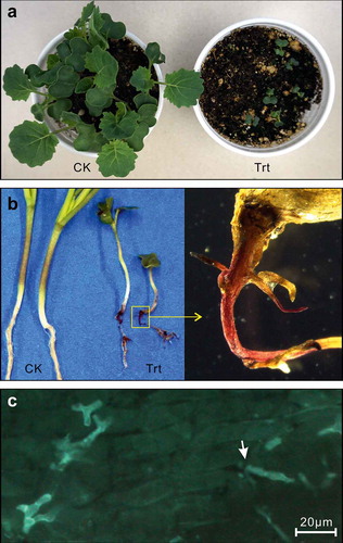 Fig. 2 (Colour online) Infection of canola by Setophoma terrestris isolated from canola roots. Data from strain 2 are presented. (a) Canola plants at 10 days after inoculation (dai). (b) Root symptoms at 10 dai. CK in (a) and (b), control treatment inoculated with autoclaved inoculum; Trt in (a) and (b), inoculated treatment. (c) Infected root with WGA-FITC staining. A hypha growing from the juncture of root cells is indicated by an arrow.