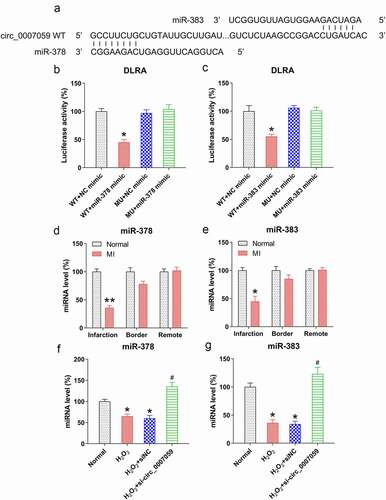 Figure 6. Circ_0007059 is a ceRNA that sponges miR-378 and miR-383. (a) Bioinformatics analyses indicated that circ_0007059 contains a binding site for miR-378 and miR-383. (b, c) DLRA was conducted through co-transfection of a luciferase reporter with WT or MU circ_0007059-binding sites with miR-378 and miR-383 mimics into cardiomyocytes. (d, e) qPCR quantification of miR-378 and miR-383 expression in the infarcted hearts of MI mice. (f, g) Cardiomyocytes were infected with lentiviral-si-circ_0007059/siNC for 1 d and subsequently exposed to H2O2 (0.1 mM) for 1 d. qPCR was used to quantify miR-378 and miR-383 expression. *P < 0.05 versus the CG; #P < 0.05 versus the H2O2 group.