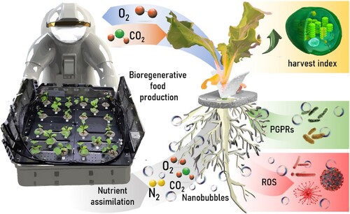 Figure 2. Illustration of the multiple potential benefits of using nanobubbles in bioregenerative food production.