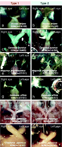 Figure 3.  Fish showing both type 1 and type 2 chiasmic patterns in equal frequencies within one species. Scientific names of the fishes are indicated in the photographs. Of the 25 species examined, 11 species showed a random preference for a type 1 or type 2 chiasm within individuals (see also Figure 4). Left column, type 1; right column, type 2.