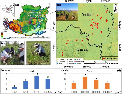 Figure 1. Location of the study area and distribution of sampling points. (a) Geographic location of the Loess Plateau and the study area; (b) Location distribution of 33 sampling points; (c) Leaf area index and leaf chlorophyll content were measured at each sampling site; (d) Histograms of the distribution of the LAI and AGB values.