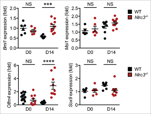 Figure 3. NLRC3 regulates stem cell markers. Relative expression of genes encoding BMI1, MSI1, OLFM4, and SOX9 in colon tissues of untreated WT and Nlrc3−/− mice or in WT and Nlrc3−/− mice 14 d after AOM injection. Each symbol represents 1 mouse. ***P < 0.001; ****P < 0.0001; NS, not statistically significant (2-tailed t-test). Data represent 2 independent experiments (mean and s.e.m.).
