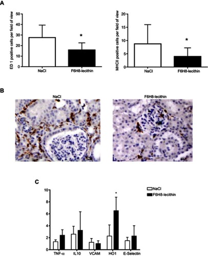 Figure 6 (A) Immunohistology on day 5 revealed significantly less ED1 as well as MHCII positive cells in the renal interstitium of the F6H8-lecithin emulsion treatment group (*p<0.01; n=6 per group). (B) ED1 positive stained cells in renal tissue on day 5 of animals treated with NaCl treated (left panel) and F6H8-lecithin emulsion (right panel) in a rat AKI model. (C) No significant differences were seen in renal tissue harvested 5 days after AKI induction with regard to adhesion molecules (VCAM, E-Selectin) or cytokines (TNFα, IL10) between the groups. The animals treated with F6H8-lecithin emulsion showed significantly elevated expression of HO1 compared to the NaCl control (*p<0.01; n=6 per group).