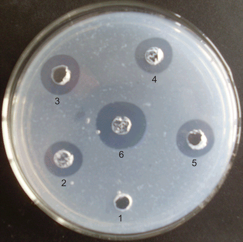 Figure 6.  Thrombolytic activity assay of the recombinant K2S. 1: protein product of pET40b (+) vector. 2: the DsbC-K2S fusion protein (125 μg). 3 and 5: K2S protein after Factor Xa cutting (50 μg). 4: tPA (10 U). 6: Urokinase (10 U).