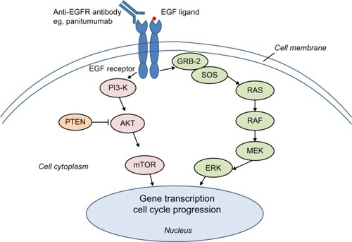 Figure 1 Simplified EGFR pathway.Abbreviations: EGF, epidermal growth factor; EGFR, epidermal growth factor receptor; mTOR, mammalian target of rapamycin; P13K, phosphatidylinositol 3-kinase.