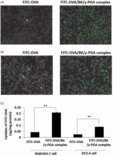 Figure 1. Cellular uptake of the FITC-OVA and FITC-OVA/BK/γ-PGA complex. RAW264.7 cells (A) and DC2.4 cells (B) were incubated with FITC-OVA and the FITC-OVA/BK/γ-PGA complex. Fluorescent images were acquired by performing fluorescence microscopy at 2 h and cellular uptakes of FITC-OVA were quatified (C). Each value represents the mean ± S.E. (n = 4). **p < .01.