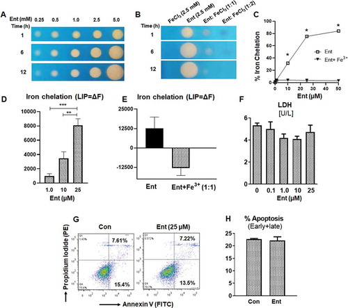 Figure 1. Enterobactin, chelates intracellular iron in human intestinal epithelia. (a) Iron chelation as indicated by the formation of an orange halo by Ent (0.25 mM to 5 mM) on CAS agar plate over different time periods (1, 6 and 12 h). (b) Iron chelation of FeCl3 (2.5 mM), Ent (2.5 mM), Ent: FeCl3 (1:1 ratio) and Ent: FeCl3 (1:2 ratio) on CAS agar plate over different time periods (1, 6 and 12 h). (c) Line graphs indicate the relative iron chelation activity of Ent (0–50 µM) and Ent: FeCl3 (1:1 ratio) detected via CAS liquid assay. (d-e) HT29 cells were incubated with 0.5 μM calcein-AM for 15 min and then treated with iron-free or iron-bound Ent (0–25 µM) for 3 h in serum-free media supplemented with 1% penicillin-streptomycin. After washing, iron chelation (LIP = ΔF) was quantitated by ﬂow cytometry. (d) Bar graph represents the iron chelation in HT29 cells after 3 h of iron-free Ent (0–25 µM) treatment. (e) Bar graph shows the iron chelation in HT29 cells after 3 h of Ent (25 µM) and Ent+ Fe3+ (1:1 ratio) treatment. (f) HT29 cells (2.0 x106 cells/ml) were treated with Ent (0–25 µM) for 24 h in serum-free media supplemented with 1% penicillin-streptomycin. The release of lactate dehydrogenase (LDH) in the culture supernatant was measured. (g-h) Ent (25 µM)-treated HT29 cells (24 h) were analyzed for cellular apoptosis measured by flow cytometry using Annexin-V/Propidium Iodide positivity. (g) Representative dot plots show the percentage of early and late apoptosis in control and Ent treated HT29 cells. (h) Bar graph indicates the % apoptosis (% Annexin-V+ Propidium Iodide, both early and late apoptosis) at 24 h treatment. Con denotes cells treated with DMSO as vehicle control. In vitro assays were performed in triplicates and data represented as mean ± SEM. * p < .05, ** p < .01, and *** p < .001