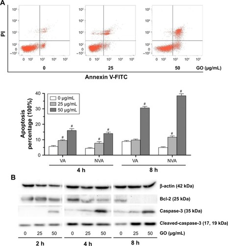Figure 6 GO induces apoptosis in K7M2 cancer cells.Notes: (A) K7M2 cells were exposed to 0, 25, and 50 µg/mL GO for 4 and 8 h. Annexin V-FITC Apoptosis Detection Kit was used to determine the percent of early apoptosis (VA%) and late apoptosis cells (NVA%). The experiment was repeated three times and one representative experiment is shown, and each value represents the mean±SD of three in dependent experiments and compared with untreated control (#P<0.01). (B) GO induces apoptosis in K7M2 cancer cells, which were treated with 25 and 50 µg/mL GO for 2, 4, and 8 h. Bcl-2, caspase-3, and cleaved-caspase-3 were processed at all concentration points studied.Abbreviations: GO, graphene oxide; NVA, nonviable apoptosis cell; PI, propidium iodide; VA, viable apoptosis cell.