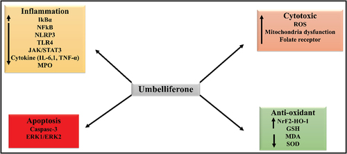 Figure 4. Representation of different biological activity and its associated molecular pathways of umbelliferone.