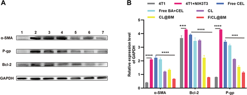 Figure 6 Western blotting against α-SMA, Bcl-2, and P-gp in total soluble protein fractions from (1) control 4T1 cells in monoculture, (2) control co-cultures of 4T1 cells and NIH 3T3 fibroblasts, or co-cultures treated with (3) free CEL, (4) free CEL+BA, (5) CL, (6) CL@BM or (7) F/CL@BM. (A) Western blotting assay for the expression of protein. (B) Quantitative analysis. ***p < 0.001, ****p < 0.0001.