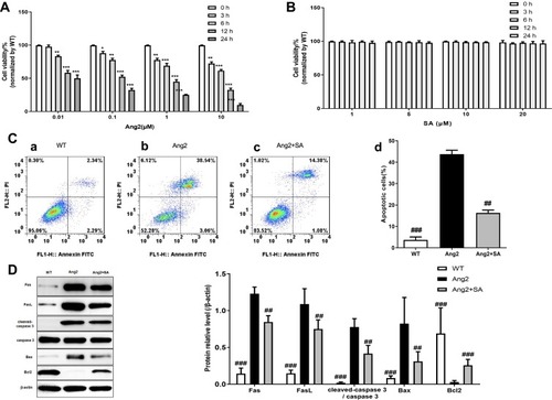 Figure 6 Effect of SA on Ang2-induced apoptosis in pericytes. (A) 0.01 μM, 0.1 μM, 1 μM and 10 μM Ang2 were separately incubated with the pericytes for 0h, 3h, 6h, 12h and 24h, respectively, and then assayed for cell viability by MTT assay; (B) 1 μM, 5 μM, 10 μM and 20 μM SA were separately incubated with the pericytes for 0h, 3h, 6h, 12h and 24h, respectively, and then assayed for cell viability by MTT assay; (C) the flow cytometry analysis was used for apoptosis detection in pericytes in three experimental groups (WT, Ang2 and Ang2+SA). The pericytes in WT group were inoculated without any intervention (a). In Ang2 group, pericytes were incubated with 1 μM Ang2 for 12h (b). In Ang2+SA group, pericytes were incubated with 20 μM SA for 6h and after that, incubated with 1 μM Ang2 for 12h (c). The statistical analysis of the apoptosis detection (d); (D) Western blot assays for the apoptosis related-proteins expression. Wild-type (WT) refers to the pericytes from cerebral microvessels of normal rats that received no treatment. *P<0.05, **P<0.01 and ***P<0.001 versus 0 h; and ##P<0.01 and ###P<0.001 versus Ang2 group.