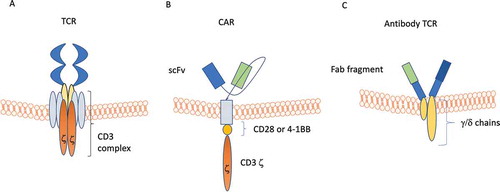 Figure 3. Schematic views of normal T cell receptor (TCR), chimeric antigen receptor (CAR), and antibody TCR. Panel A: TCR is composed of a binding outer domain that recognizes the antigen presented by antigen-presenting cells through MHC molecules. This interaction leads to the activation of different cellular pathways only in the presence of a costimulatory signaling through CD28/C4/C8/CD45. Panel B: CAR is composed of a scFV targeting antigen on cancer cells, a transmembrane linker and an inner portion containing both CDξδand the costimulatory CD28/4-1BB domain. This type of receptor is able to induce T-cell activation in an MHC-independent manner. Panel C: antibody TCR contains an intact γ/δ chain as transmembrane and intracellular domains, while the recognition domains is a Fab fragment targeting one specific antigen. Similar to CAR, also antibody TCR acts in an MHC-independent manner but retains the autoregulatory inhibition pathways similar to the normal TCR