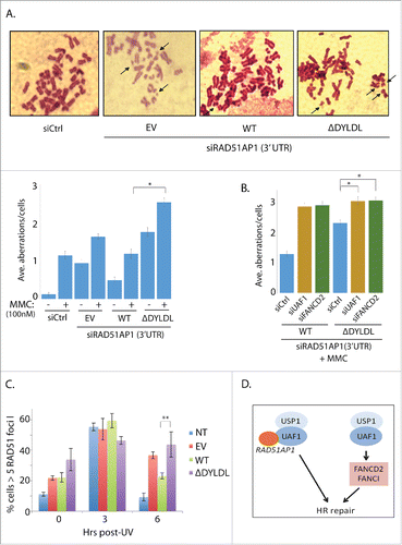 Figure 5. The interaction-deficient RAD51AP1 mutant is unable to correct MMC-induced chromosomal aberrations in RAD51AP1-knockdown cells. A. U2OS cells expressing the empty vector (EV), WT, and ΔDYLDL FLAG-RAD51AP1 was treated with the RAD51AP1 3′-UTR targeting siRNAs, followed by MMC (100 nM) treatment and metaphase arrest. Representative images are only shown for MMC-treated samples. Three independent experiments were performed for the quantification in the graphs below. * p < 0.001 (n=40). B. Similar to the experimental scheme in A, U2OS cells knockdown with siRNA targeting the 3′UTR of RAD51AP1were co-transfected with siRNAs targeting UAF1 or FANCD2, followed by transfection of FLAG-RAD51AP1 WT or ΔDYLDL. After G418 selection, MMC (100 nM), colcemid (200 ng/ml) treatment, cells were fixed and stained for quantification (*p < 0.001) n=40. C. HeLa cells knockdown with RAD51AP1 and expressing EV, WT, ΔDYLDL were irradiate with UV (20 J/m2), and fixed at indicated time points for immunostainings. Three independent experiments were performed (* P < 0.001). D. Model: The USP1-UAF1 complex promotes the HR repair in multiple mechanisms.