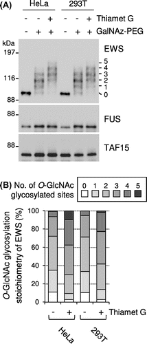 Fig. 4. O-GlcNAc glycosylation stoichiometry of FET proteins in non-neural cell lines.