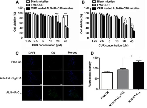 Figure 5 In vitro cytotoxicity of blank ALN-HA-C18 micelles, free CUR, and CUR loaded ALN-HA-C18 micelles against HOB cells (A) and MG-63 osteosarcoma cells (B). Fluorescence microscope images (C) and flow cytometry analysis (D) of MG-63 cells incubated with free C6, C6 loaded ALN-HA-C18 micelles with HA and C6 loaded ALN-HA-C18 micelles. Data are presented as the mean ± SD (n=6). *, ** and *** represent P＜0.05, P＜0.01 and P＜0.001, respectively. The bar is 50 μm.