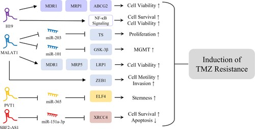 Figure 1. Mechanisms of lncRNAs inducing TMZ resistance. H19 is involved in induction of glioma cell viability and survival through upregulation of MDR1, MRP1, and ABCG2 and activation of NF-κB signaling, responsible for induction of TMZ resistance (Jiang et al. Citation2016; Duan et al. Citation2018). MALAT1 is associated with glioma cell proliferation, viability, and invasion through regulation of ceRNA networks with miRNAs, upregulation of multidrug resistance-related genes, and regulation of ZEB1, which might contribute to glioma TMZ resistance (Chu et al. Citation2003; de Cremoux et al. Citation2007; Pyko et al. Citation2013; Tian et al. Citation2016; Chen et al. Citation2017; Li et al. Citation2017; Cai et al. Citation2018; Dong et al. Citation2019). PVT1 and SBF2-AS1 play oncogenic roles in induction of glioma stemness and cell survival, respectively, through regulation of ceRNA networks, resulting in TMZ resistance in glioma cells (Bazzoli et al. Citation2012; Zhang et al. Citation2019; Gong et al. Citation2021).