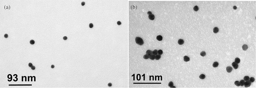 Figure 1. TEM of (a) citrate- and (b) acrylate-stabilized gold nanoparticles.