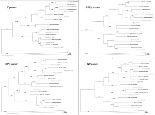 Fig. 5 Phylogenetic trees based on the complete NP, GPC, Z, and L mammarenavirus proteins, using ML and Bayesian methods, (Z protein) complete Z, using the evolutionary model RtREV + G + I, (RdRp protein) complete L, using the evolutionary model LG + G + I, (GPC protein) complete GPC, using the evolutionary model LG + G + I, and (NP protein) complete NP, using the evolutionary model. Numbers (≥0.7/≥70) above branches indicate node probabilities or bootstrap values (MrBayes/ML). Asterisks indicate values below 0.7/70. †Exhibited a difference between ML and MrBayes tree-building method topologies. Sequences from this study are highlighted in bold