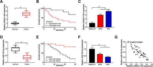Figure 1 HOXA11-AS was up-regulated and miR-152-3p was down-regulated in melanoma tissues and cells. (A) The qRT-PCR was used to determine the expression of HOXA11-AS in melanoma tissues. (B) Survival curve was analyzed by Log rank test and generated by Kaplan-Meier plot in patients with high or low HOXA11-AS. (C) HOXA11-AS was examined using qRT-PCR in A875, M14 cells and normal HEMa-LP cells. (D) The miR-152-3p expression was detected by qRT-PCR in in melanoma tissues. (E) The Log rank test was applied to analyze the relation between miR-152-3p expression and patient survival. (F) The qRT-PCR was used for the measurement of miR-152-3p level in melanoma cells. (G) Linear relationship between HOXA11-AS and miR-152-3p in melanoma tissues was analyzed by Spearman correlation coefficient. *P< 0.05.