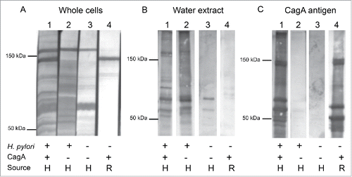 Figure 1. Western blot of H. pylori antigen preparations with human and rabbit serum samples. Panel A. Whole cell preparation of H. pylori 26695; Panel B. Water extracted whole cell antigen (WEWCA), as described.Citation20 Panel C. Recombinant CagA protein, as described.Citation83 Sera are: Lane 1, H. pylori+/CagA+ patient (H, human serum), lane 2, H. pylori+/CagA− patient. Lane 3, H. pylori−/CagA− patient, and Lane 4, serum from rabbit immunized with purified H. pylori CagA antigen (R, rabbit).