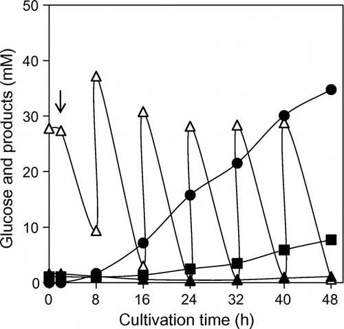 Fig. 4. Time course analysis of PABA production by strains PABA-25 in fed-batch culture.Note: The strain was cultivated in 2M9M-Y-0.5Glc medium at 37 °C before IPTG addition, and at 27 °C afterwards. Every 8 h, glucose and NH4Cl were supplied to the culture at concentrations of 27.8 mM (5 g/L) and 37.4 mM (2 g/L), respectively. Arrow indicates timing of the addition of IPTG for the induction of gene overexpression. Symbols: hollow triangles, glucose concentration; solid circles, PABA concentration; solid triangles, Phe concentration; solid squares, Tyr concentration.