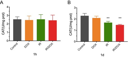 Figure 3 The activity of CAT in tumors after different treatments. The changes in CAT activity in tumors at 1 hrs after treatment (A). The changes in CAT activity in tumors on 1 day (B) after different treatments. Data represented mean ± SD (n=3). Compared with controls: **P < 0.01.