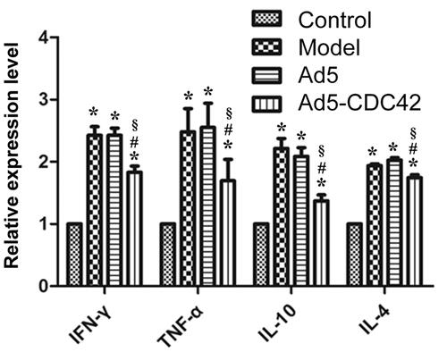 Figure 1. The mRNA levels of IL-4, IL-10, TNF-α, and IFN-γ in the colon tissues of various groups which were evaluated by RT-PCR. Control: the control group; Model: the model group; Ad5: the Ad5 group (adenovirus empty vector); Ad5-CDC42: the Ad5-CDC42 group (CDC42 adenovirus expression vector). *p < .05 vs. control. #p < .05 vs. model. §p < .05 vs. Ad5.