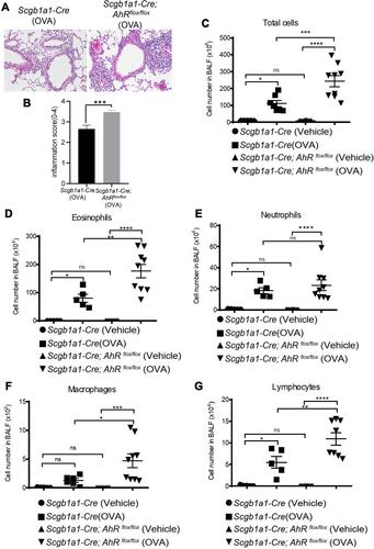 Figure 3 Club cell-specific AhR-null mice have enhanced severity of ovalbumin (OVA)-induced lung inflammation. (A) H&E-stained lung sections of antigen-sensitized and challenged mice; representative photomicrographs (200 ×) of lung sections are shown. (B) Inflammatory cell infiltration scores (mean ± SEM) were obtained from 3 animals). Cell subsets (C–G) in bronchoalveolar lavage fluids were determined using flow cytometry. *P < 0.05, **P < 0.01, ***P < 0.001, ****P < 0.0001 (t tests or One-Way ANOVA).