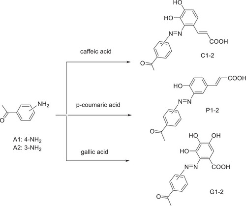 Scheme 1 Synthesis of compounds C1-2, G1-2 and P1-2; Conditions and reagents; HCl, and Sodium nitrite, at zero oC, added to phenolic acid in NaOH 10%, stirring for 48h, ice bath.