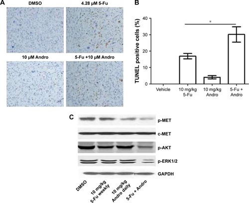 Figure 5 5-Fu-induced tumor apoptosis was enhanced by Andro due to p-MET level downregulation in vivo.