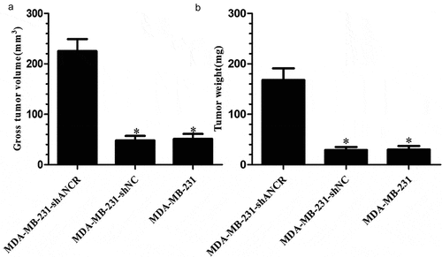 Figure 6. Effect of lncRNA ANCR on tumor formation in nude mice (n = 8). A: Tumor volumes; B: tumor weights. Compared with MDA-MB-231-shANCR group, *p < 0.05