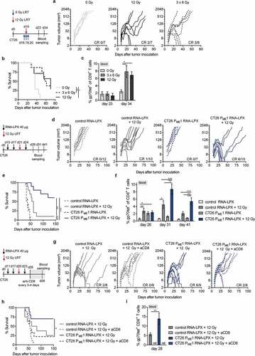 Figure 1. A CD4 neoantigen vaccine improves LRT-mediated survival of mice with CT26 tumors in a CD8+ T cell-dependent manner. (a–c) CT26 tumor growth (a) and survival (b) of BALB/c mice (n = 7–8/group) locally irradiated with 12 Gy or 3 × 6 Gy at a mean volume of 60 mm3. (c) gp70-AH1 tetramer+ CD8+ T cells in blood of treated mice (n = 4–5/group). (d-f) CT26 tumor growth (d) and survival (e) of mice (n = 7–12/group) locally irradiated with 12 Gy at a mean tumor volume of ~70 mm3 and immunized three times with CT26 PME1 or control RNA-LPX. (f) Gp70-AH1 tetramer+ CD8+ T cells in blood of treated mice (n = all mice/group). (g-i) CT26 tumor growth (g) and survival (h) of mice (n = 8–9/group) immunized with CT26 PME1 or control RNA and locally irradiated at a mean tumor volume of 90 mm3. CD8+ T cells were depleted 6 days after LRT, administering the anti-CD8 antibody every 3–4 days over 3 weeks. (i) Gp70-AH1 tetramer+ CD8+ T cells in blood of treated mice (n = 8–9/group). Significance was determined using (b, e, h) Mantel-cox log-rank test and (c, f, i) one-way ANOVA, Tukey’s multiple comparison test. (a, d, g) Tumor growth is displayed on a log2-scale. Ratios depict frequency of mice with complete tumor responses (CR). Mean±SEM. nd = not determined.