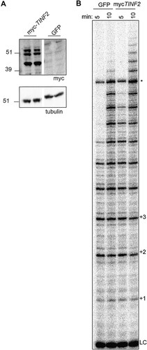 FIG 2 TINF2 expression stimulates telomerase processivity. (A) Western blot of duplicate transfections of mycTINF2 or GFP into TPP1/POT1/TERT cell lines. “TINF2” refers to the full-length gene, inclusive of introns. Samples were run on the same blot; the white line indicates cropping of lanes with samples not included in this study. (B) Telomerase assays of transfections performed as described for panel A were stopped after 5 or 10 min. LC, 18-mer loading and purification control; +1, +2, etc., repeat numbers; *, nonspecific band.