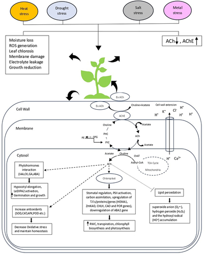 Figure 1. The illustration presents mechanisms and responses linked to the interaction of ACh-AChE with different phytohormones and genes for improving plant growth and enhancing stress tolerance to various abiotic stimuli. IAA, indole-3-acetic acid; CKs, cytokines; ABA, abscisic acid; GAs, gibberellic acids; SOD, superoxide dismutase; CAT, catalase; APX, Ascorbate peroxidase; POD, peroxidase; LeEXPA2, tomato expansin gene; HEMA1, glutamyl-tRNA reductase; ZmKAO, Ent-kaurenoic acid oxidase; CHLH, Mg-chelatase; CAO, Chlorophyllide-a-Oxygenase and POR, protochlorophyllide oxidoreductase.